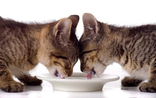 Kako hraniti mačiće