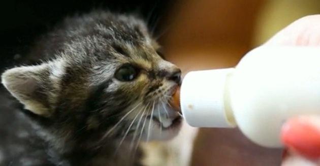 Как да се хранят новородените котенца