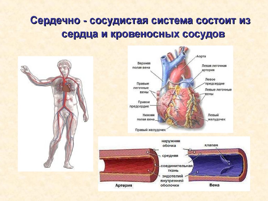 Ljudske arterije