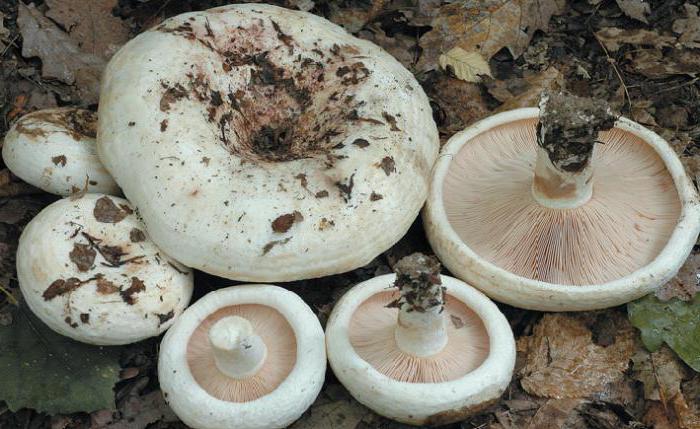aspen mléčné houby
