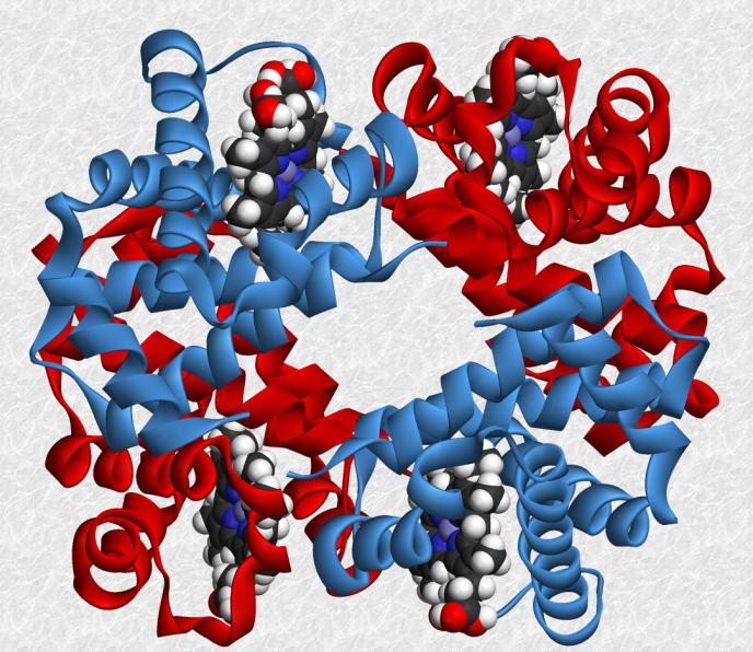 enzymy białkowe