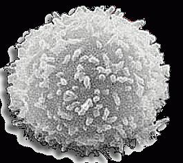 Co jsou leukocyty?