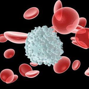 Какво представляват левкоцитите в кръвта?