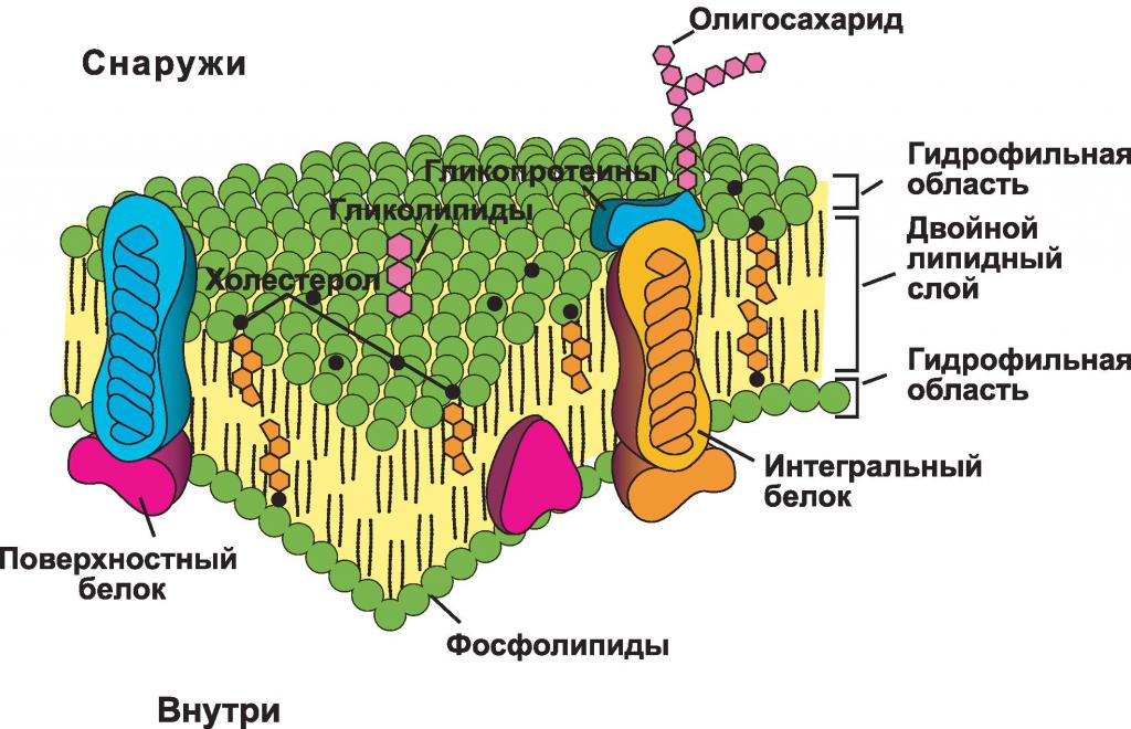 Biologické membrány