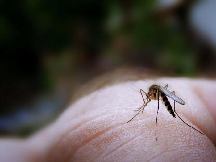 ултразвук от комар