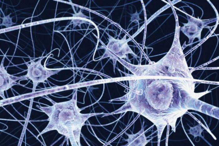 Czym są neurony