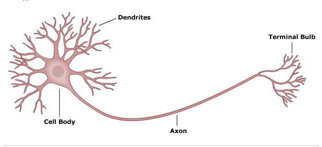 Neuroni del cervello