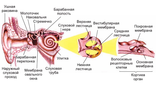 Структура уха