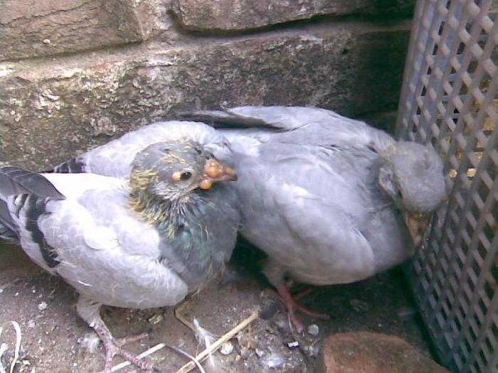 holuby jejich onemocnění a léčbu