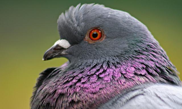 choroby holubů a jejich léčení lidových léků