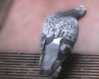 domácí choroba holubů a léčba