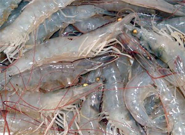 přínos a poškození krevet ve stravě