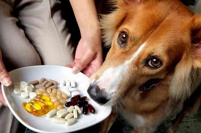 le migliori vitamine per i peli di cane