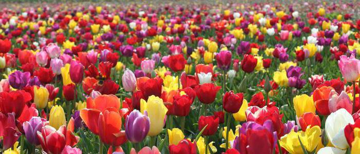 tulipani različnih tulipanov