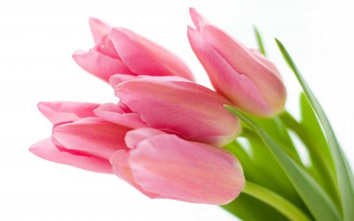 različite vrste tulipana