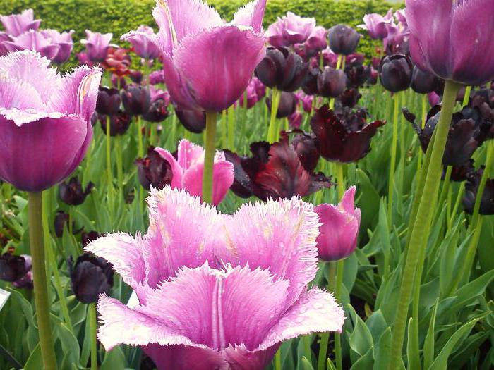 varietà di nome tulipano