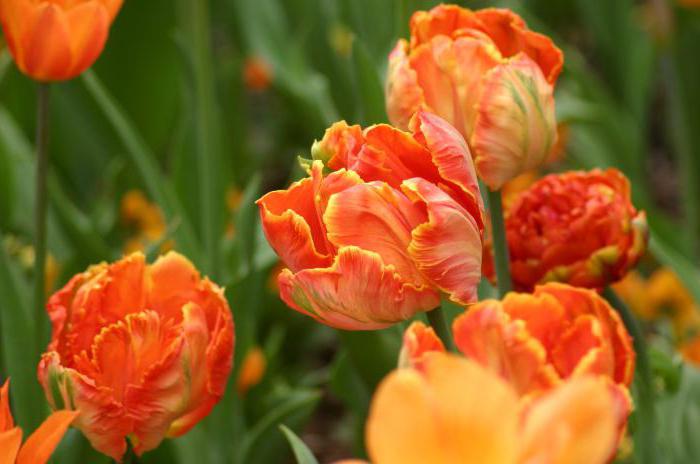 odrůdy tulipánů