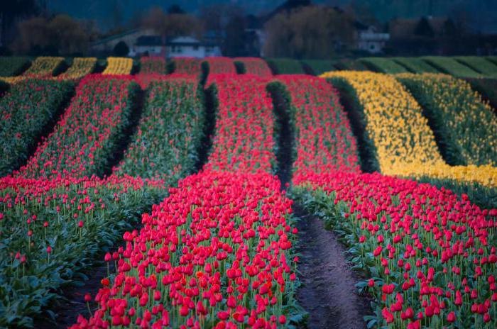 varietà e tipi di tulipani
