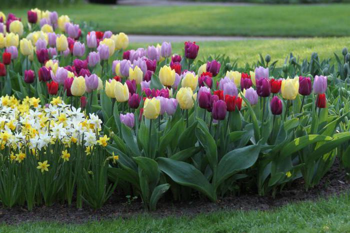 Varietà di tulipani a fioritura precoce