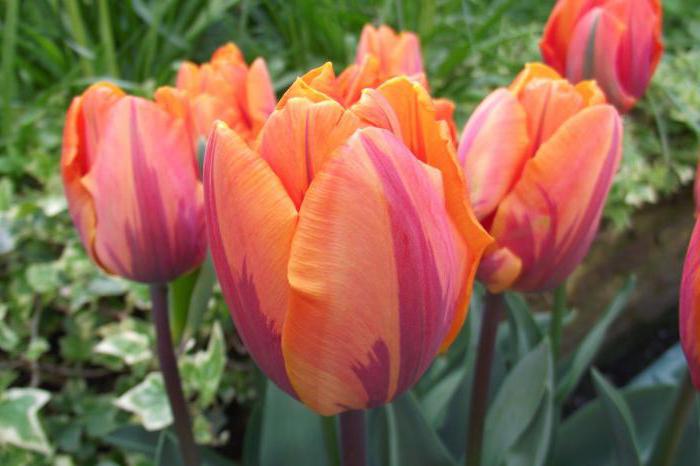 varietà di foto e nomi di tulipani