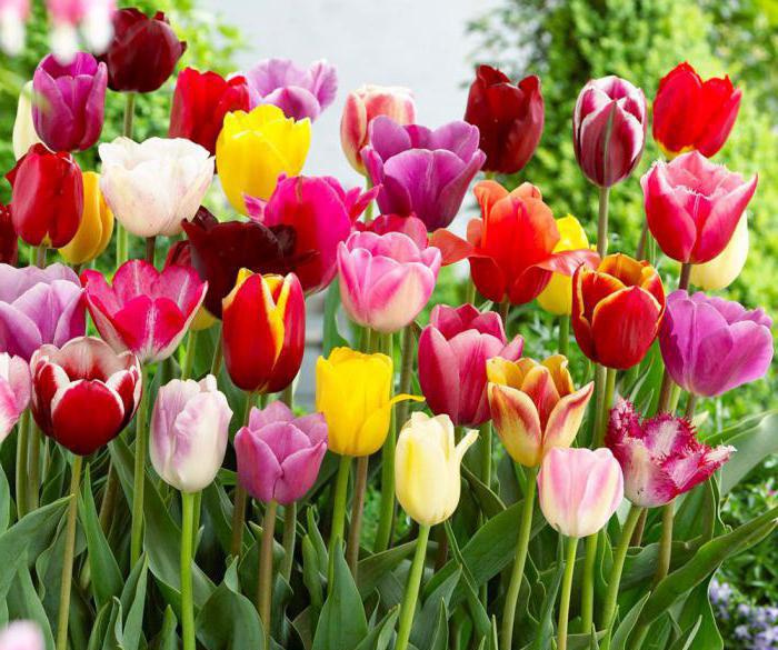 i tulipani sono le migliori varietà