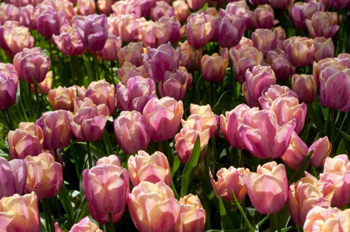 različite vrste tulipana