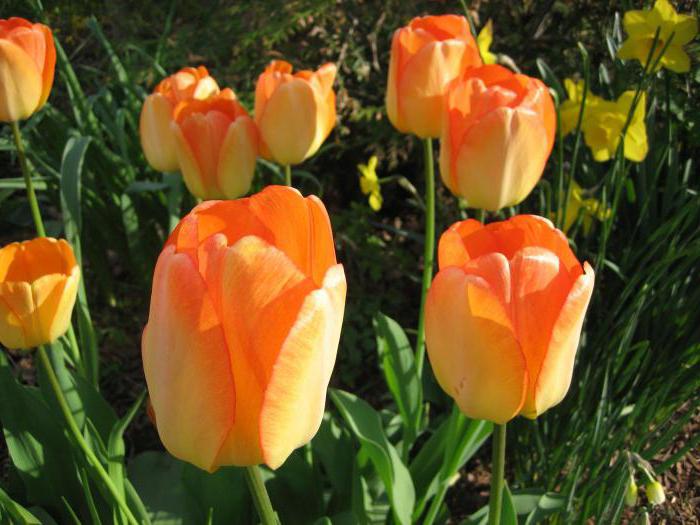 opis sorti tulipana