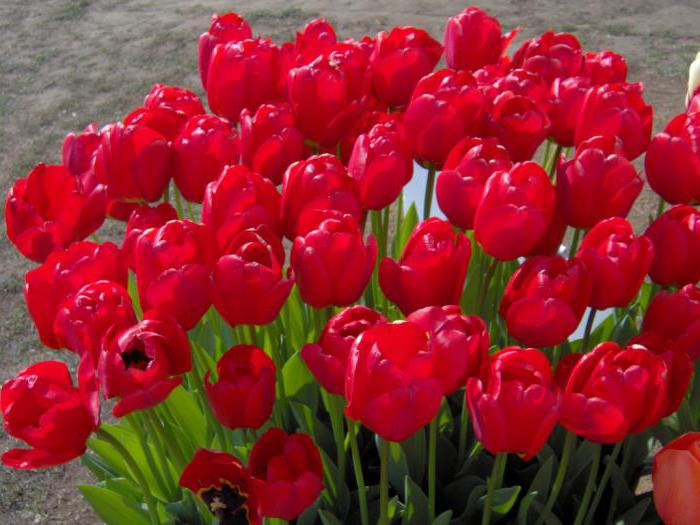 varietà di foto dei tulipani