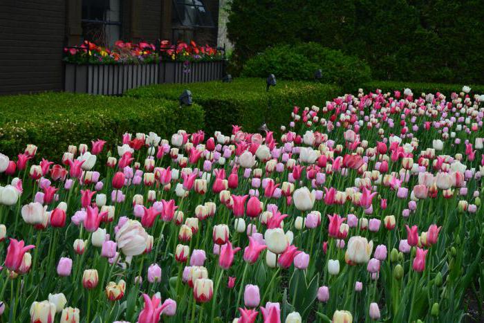 kakšne sorte tulipanov