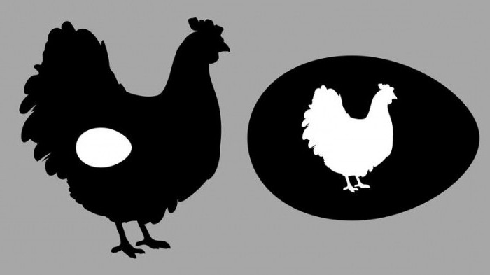 kuře nese vejce