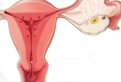 вероятност за забременяване след менструация