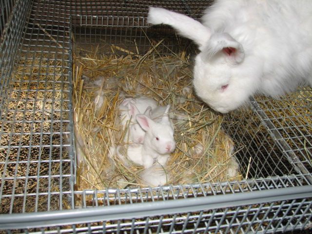 zajíček králíka s mláďaty