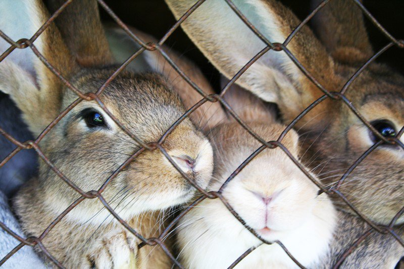 zečevi u kavezu