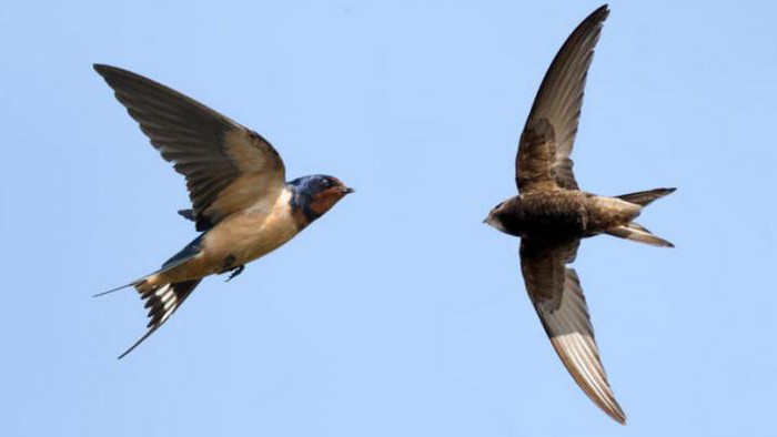 Koja je razlika između brzića i lastavica?