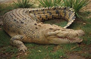 o čemu sanjaju krokodili