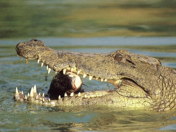 krokodýlový spánek