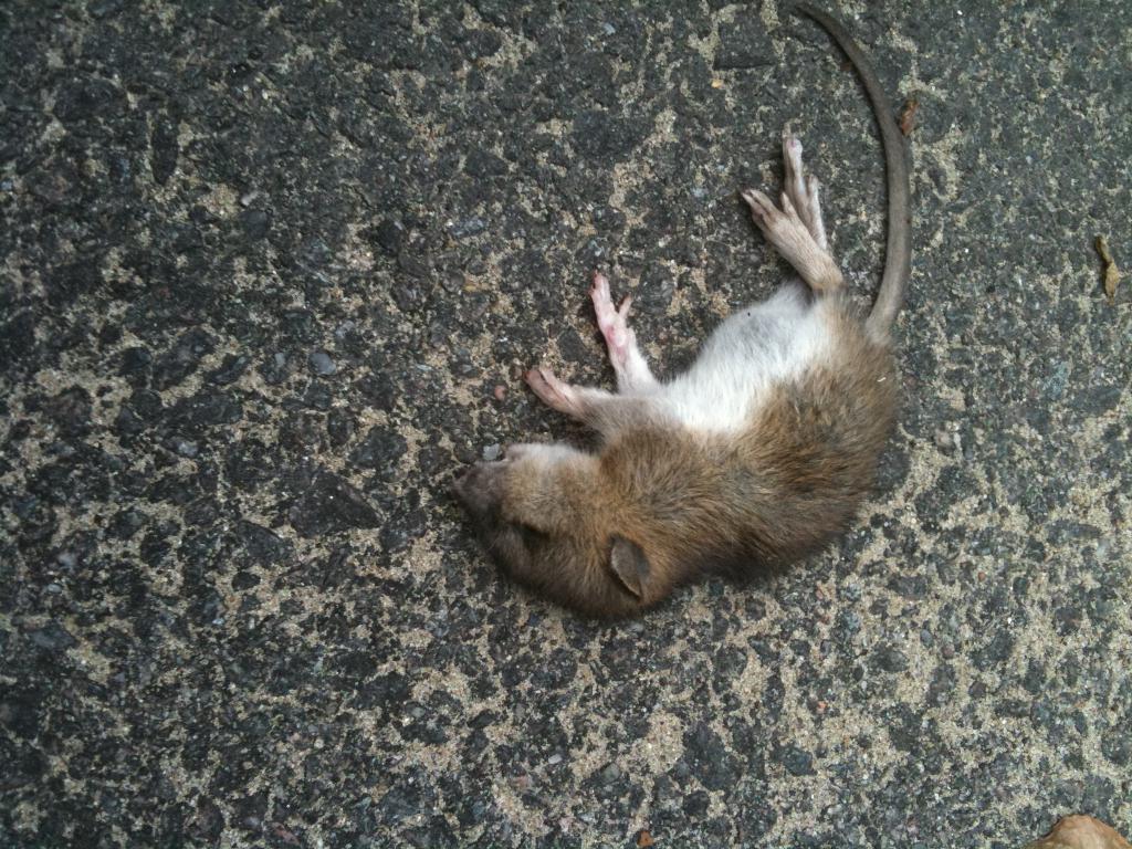 Мъртви мишки