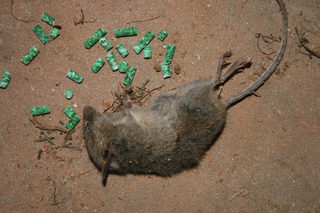 Topi morti in un sogno