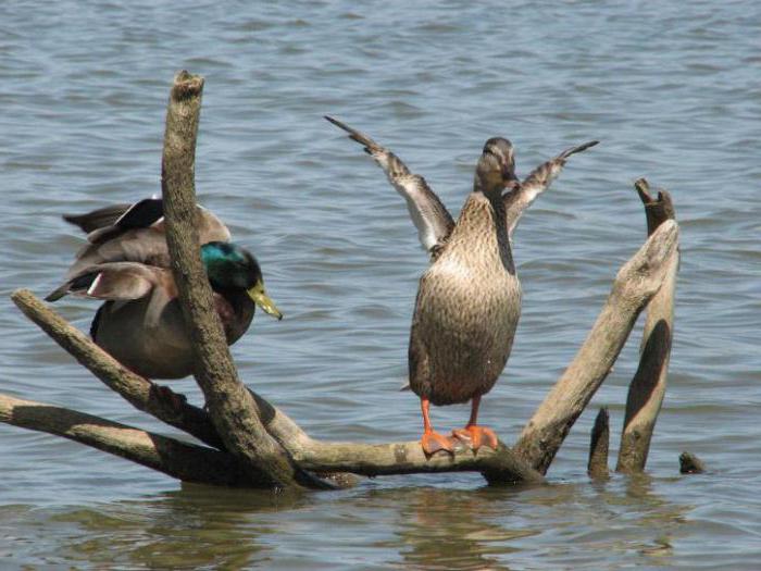 Шта патке једу у језеру