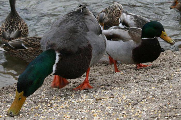 Шта патке једу у природи