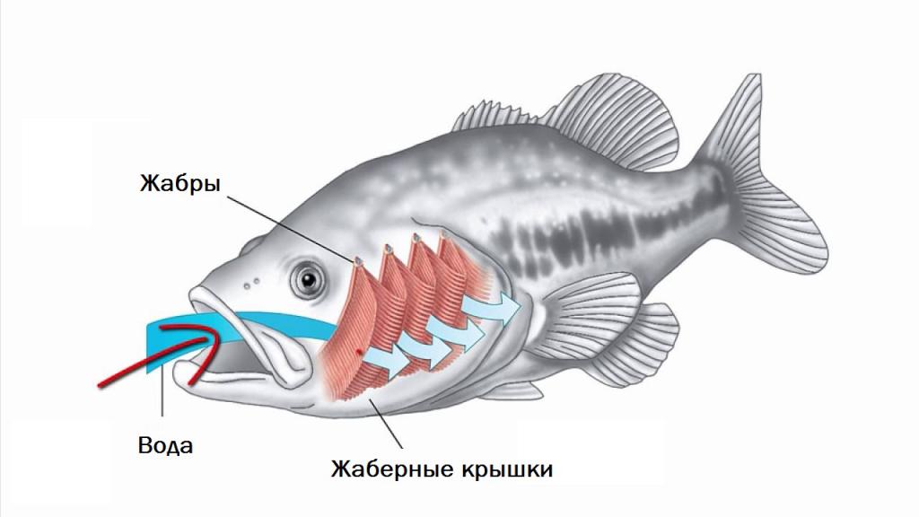 Процесът на дишане на рибите