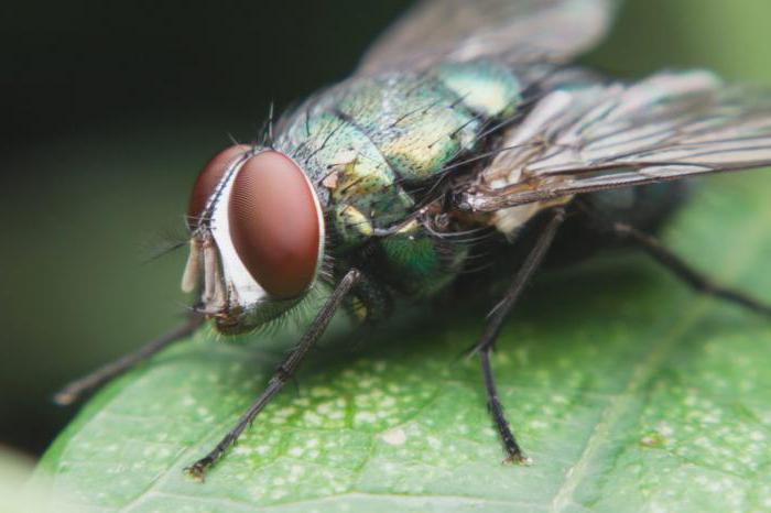 какво яде муха в природата
