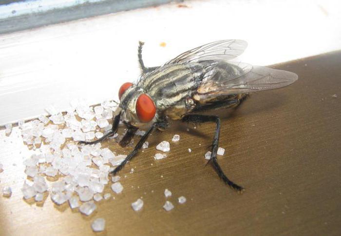 cosa mangia una mosca domestica?