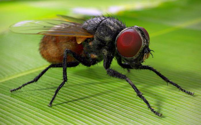 какво ядат мухите