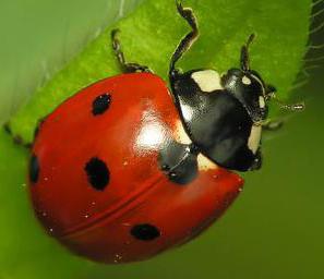kaj jedo ladybugs