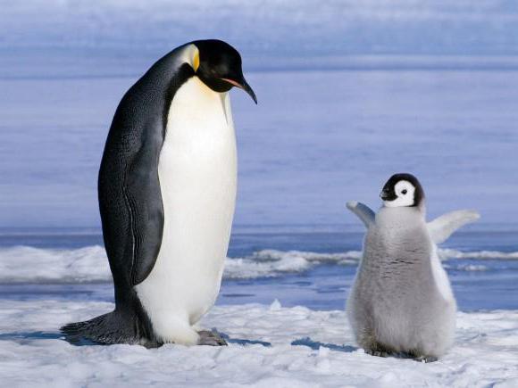 co jest marzeniem dziewczynki z pingwinami
