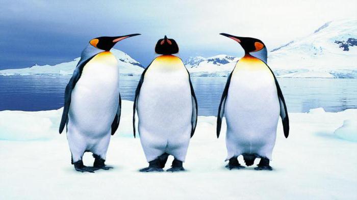 co sen tučňáků sen vysvětlení