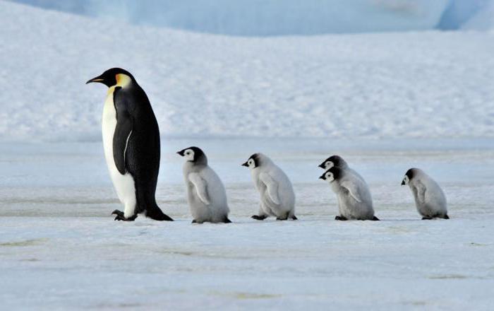 co tu ve vodě snídají tučňáci