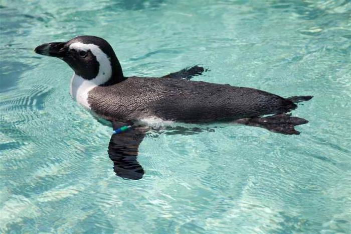 оно што је сан човека пингвина