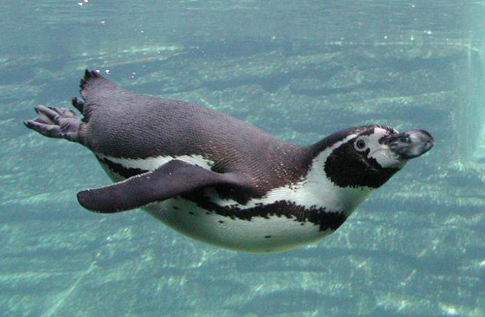 kaj sanjajo sanjski pingvini